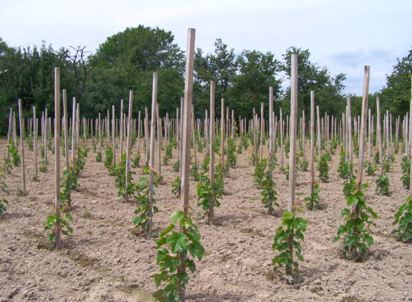 Zakładanie winnicy - sadzonki na tyczkach - pierwszy rok po zasadzeniu winnicy