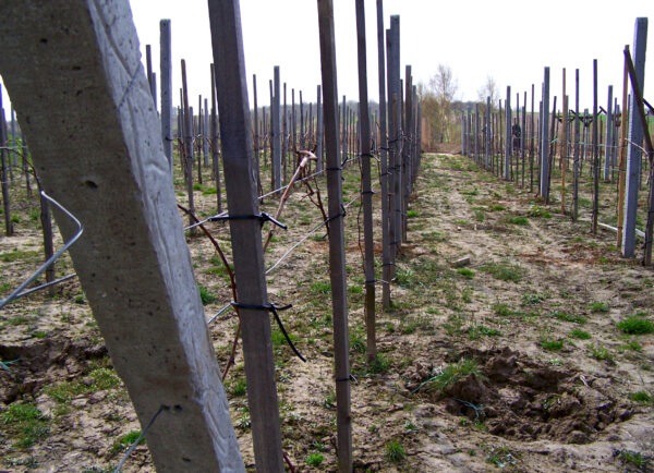 Zakładanie winnicy - zakładanie rusztowań - drugi rok po zasadzeniu winnicy